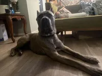 Titan, a male Cane Corso for sale in Savannah, GA – Photo 3 of 9