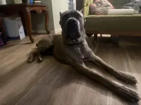 Titan, a male Cane Corso for sale in Savannah, GA – Photo 4 of 9