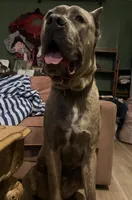 Titan, a male Cane Corso for sale in Savannah, GA – Photo 7 of 9