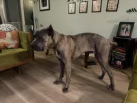 Titan, a male Cane Corso for sale in Savannah, GA – Photo 9 of 9