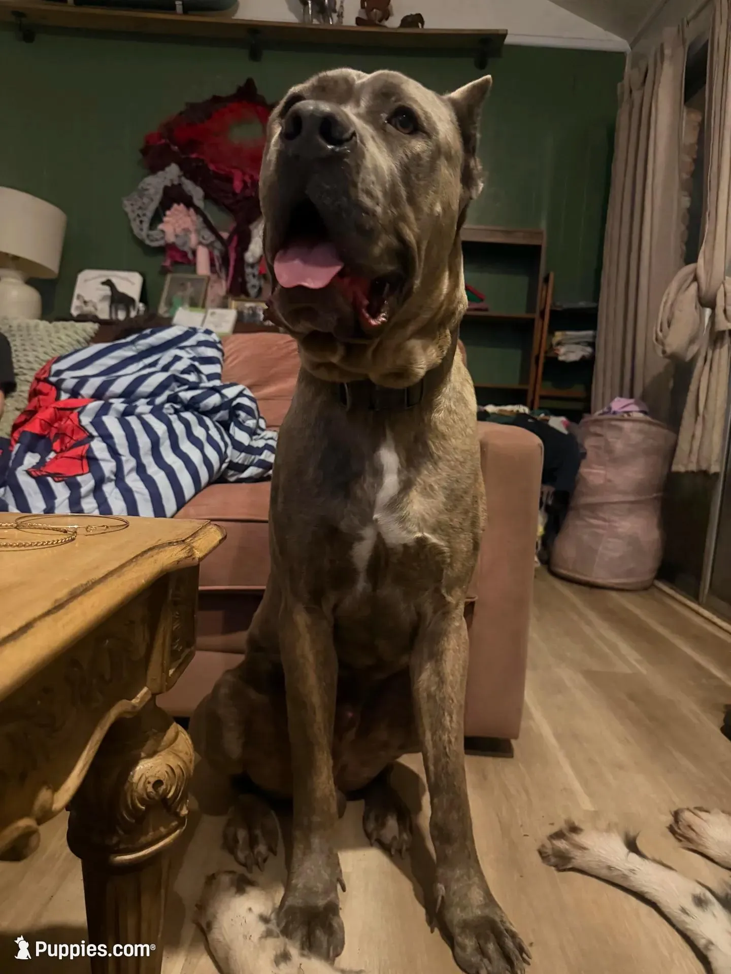 Titan, a male Cane Corso for sale in Savannah, GA – Photo 2 of 9