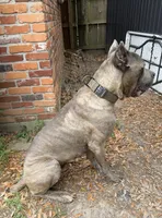 Titan akc, a male Cane Corso for sale in Savannah, GA – 6 of 7