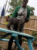Chestnut akc, a male Cane Corso for sale in Savannah, GA – 10 of 10