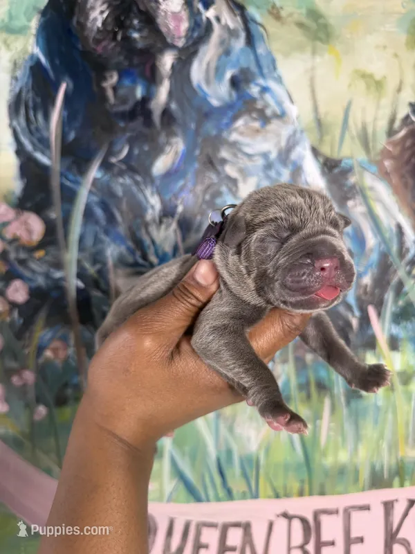 Iris (Corso) – Cane Corso puppy for sale in Savannah, GA