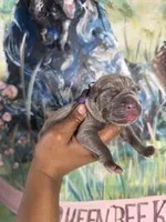 Iris (Corso), a female Cane Corso for sale in Savannah, GA – Photo 1 of 9