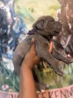 Iris (Corso), a female Cane Corso for sale in Savannah, GA – Photo 3 of 10