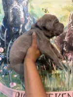 Iris (Corso), a female Cane Corso for sale in Savannah, GA – Photo 9 of 10