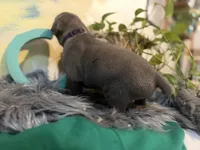 Iris (Corso), a female Cane Corso for sale in Savannah, GA – Photo 8 of 10