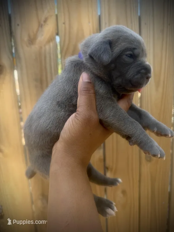 Iris (Corso) – Cane Corso puppy for sale in Savannah, GA