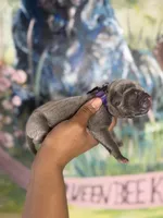 Iris (Corso), a female Cane Corso for sale in Savannah, GA – Photo 4 of 9