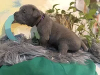 Iris (Corso), a female Cane Corso for sale in Savannah, GA – Photo 6 of 10