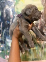 Iris (Corso), a female Cane Corso for sale in Savannah, GA – Photo 5 of 10
