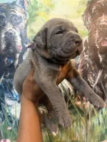Iris (Corso), a female Cane Corso for sale in Savannah, GA – Photo 7 of 10