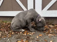 Iris (Corso) akc, a female Cane Corso for sale in Savannah, GA – Photo 6 of 10