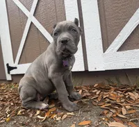 Iris (Corso) akc, a female Cane Corso for sale in Savannah, GA – Photo 7 of 10