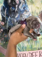 Iris (Corso), a female Cane Corso for sale in Savannah, GA – Photo 8 of 9