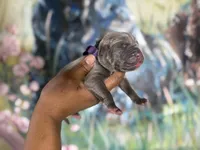 Iris (Corso), a female Cane Corso for sale in Savannah, GA – Photo 6 of 9