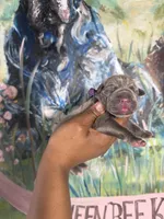 Iris (Corso), a female Cane Corso for sale in Savannah, GA – Photo 7 of 9