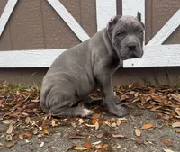 Iris (Corso) akc, a female Cane Corso for sale in Savannah, GA – Photo 4 of 10