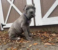 Iris (Corso) akc, a female Cane Corso for sale in Savannah, GA – Photo 9 of 10