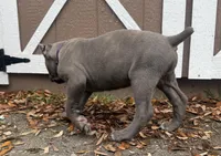 Iris (Corso) akc, a female Cane Corso for sale in Savannah, GA – Photo 8 of 10