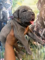 Iris (Corso), a female Cane Corso for sale in Savannah, GA – Photo 10 of 10
