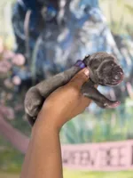 Iris (Corso), a female Cane Corso for sale in Savannah, GA – Photo 2 of 9