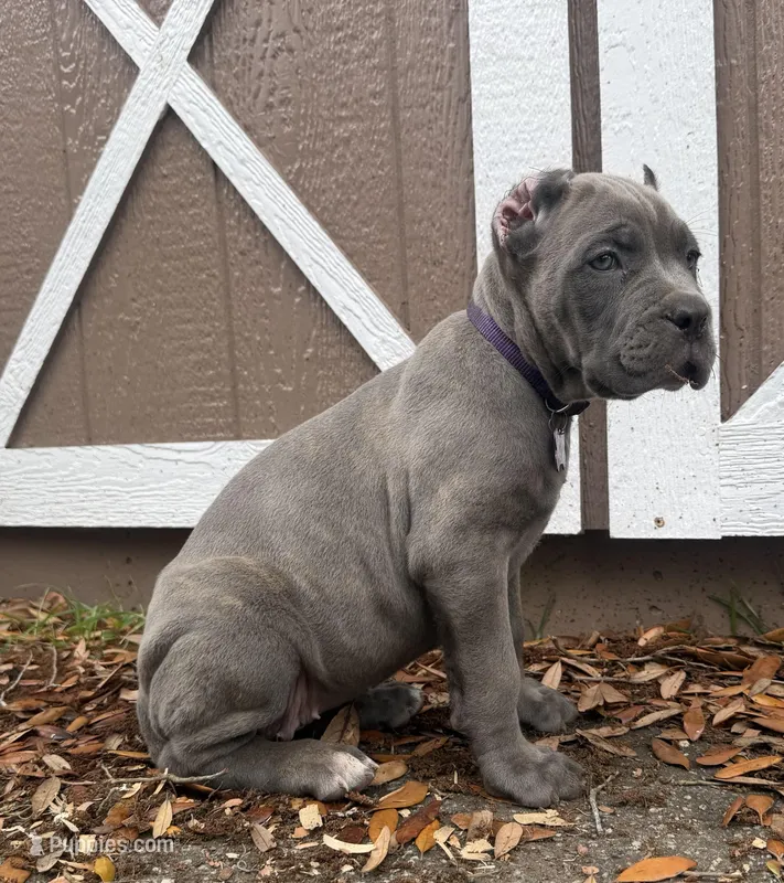 Iris (Corso) akc – Cane Corso puppy for sale in Savannah, GA