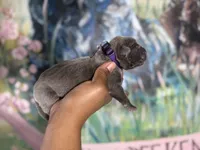 Iris (Corso), a female Cane Corso for sale in Savannah, GA – Photo 3 of 9