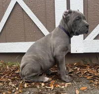 Iris (Corso) akc, a female Cane Corso for sale in Savannah, GA – Photo 3 of 10