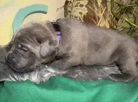 Iris (Corso), a female Cane Corso for sale in Savannah, GA – Photo 4 of 10