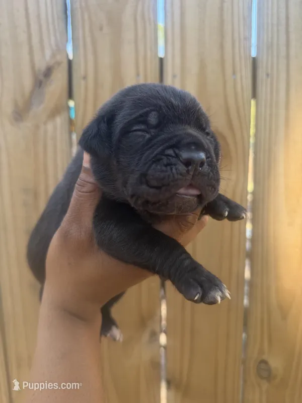 Clover (Corso) – Cane Corso puppy on hold in Savannah, GA