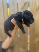 Clover (Corso), a male Cane Corso for sale in Savannah, GA – Photo 3 of 9