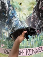 Clover (Corso), a male Cane Corso for sale in Savannah, GA – Photo 5 of 8