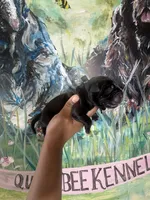 Clover (Corso), a male Cane Corso for sale in Savannah, GA – Photo 3 of 8
