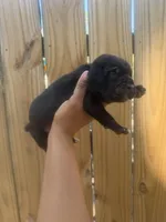 Clover (Corso), a male Cane Corso for sale in Savannah, GA – Photo 9 of 9