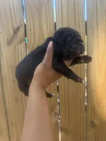 Clover (Corso), a male Cane Corso for sale in Savannah, GA – Photo 8 of 9