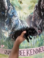 Clover (Corso), a male Cane Corso for sale in Savannah, GA – Photo 7 of 8