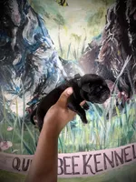 Clover (Corso), a male Cane Corso for sale in Savannah, GA – Photo 2 of 8