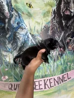 Clover (Corso), a male Cane Corso for sale in Savannah, GA – Photo 6 of 8