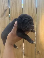 Clover (Corso), a male Cane Corso for sale in Savannah, GA – Photo 6 of 9