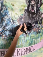 Clover (Corso), a male Cane Corso for sale in Savannah, GA – Photo 8 of 8