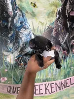 Clover (Corso), a male Cane Corso for sale in Savannah, GA – Photo 4 of 8