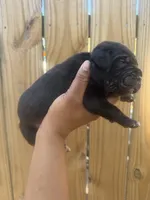 Clover (Corso), a male Cane Corso for sale in Savannah, GA – Photo 7 of 9