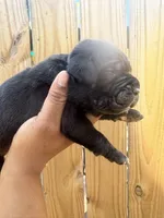 Clover (Corso), a male Cane Corso for sale in Savannah, GA – Photo 4 of 9