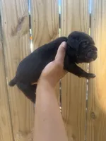 Clover (Corso), a male Cane Corso for sale in Savannah, GA – Photo 5 of 9