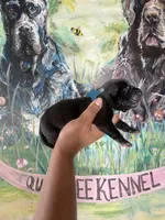 Foxglove (Corso ), a male Cane Corso for sale in Savannah, GA – Photo 6 of 7