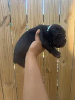 Foxglove (Corso ), a male Cane Corso for sale in Savannah, GA – Photo 9 of 9