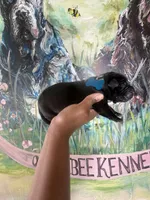 Foxglove (Corso ), a male Cane Corso for sale in Savannah, GA – Photo 3 of 7