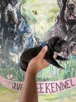 Foxglove (Corso ), a male Cane Corso for sale in Savannah, GA – Photo 1 of 7